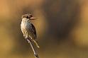 035 Botswana, Okavango Delta, bruinkap-ijsvogel